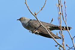 250px-Kuckuck_(Cuculus_canorus)_by_Tim_Peukert