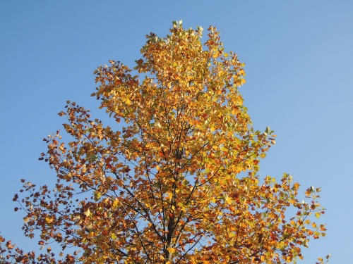 DSCN5708
