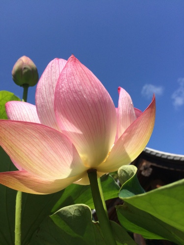 蓮