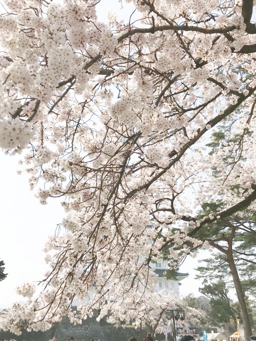 桜